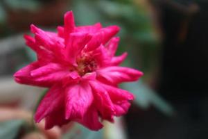 bella foto di fiori rosa. elegante fiore rosso