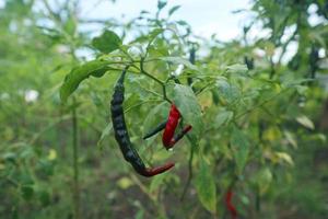 pianta in crescita di peperoncini piccanti. pianta di peperoncino rosso e verde foto