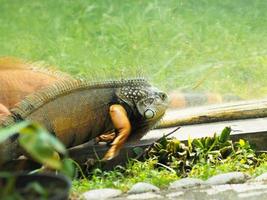 immagine di iguana una specie di rettile in uno zoo foto