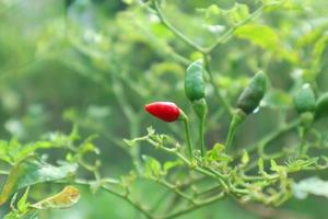 pianta in crescita di peperoncini piccanti. pianta di peperoncino rosso e verde foto