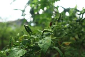 pianta in crescita di peperoncini piccanti. pianta di peperoncino rosso e verde foto