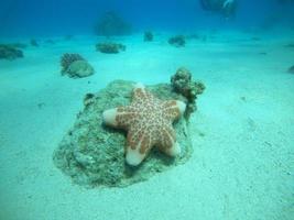 stella marina sul fondale del mar rosso, eilat israel foto