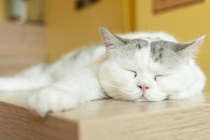 gatto con gli occhi chiusi. gatto giace stretto e ha chiuso gli occhi foto