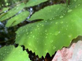 raccolta di cose naturali davanti agli strumenti della fotocamera foto