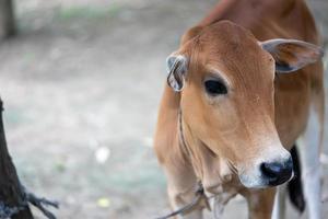 colore marrone mucca il vitello foto