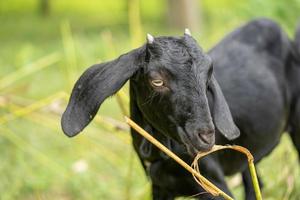 capra, capra nera, capra domestica, ritratto di capra nera foto