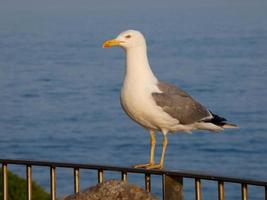 gabbiani piumati tipici della costa brava catalana, mediterraneo, spagna. foto