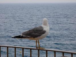 gabbiani piumati tipici della costa brava catalana, mediterraneo, spagna. foto