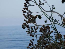 tipiche piante mediterranee in controluce sulla costa catalana foto