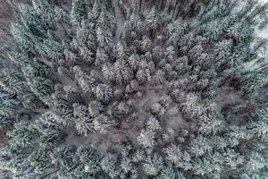 bella foresta invernale panoramica con alberi innevati, vista aerea. foto
