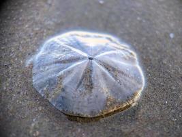 dollaro di sabbia sulla spiaggia foto