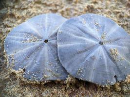 conchiglia sulla spiaggia foto