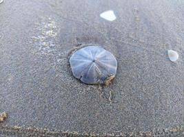 conchiglia sulla spiaggia foto