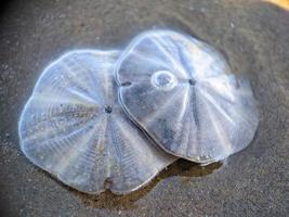 dollaro di sabbia sulla spiaggia foto