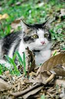 il gatto nero sta giocando nel cortile foto