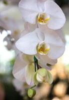 fiore di orchidea phalaenopsis bianco foto