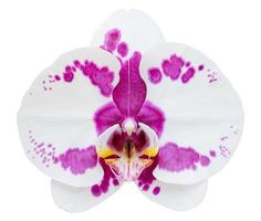 fiore bianco dell'orchidea di phalaenopsis isolato su bianco con il percorso di ritaglio foto