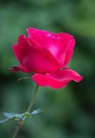 fiore di rosa rossa in un giardino foto