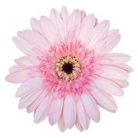 fiore rosa della gerbera isolato su bianco con il percorso di residuo della potatura meccanica foto