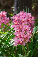 primo piano di bellissime orchidee rosa fioriscono con sfondo naturale foto