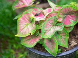 caladium bicolore o regina delle piante a foglia foto