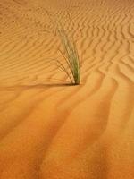 dune di sabbia nel deserto foto