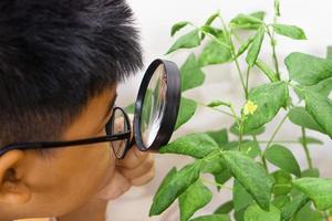 primo piano del ragazzo asiatico tenere la lente d'ingrandimento e guardare il baccello di fagioli mung che cresce e si prende cura con curiosità. apprendimento ed esplorare il concetto. foto