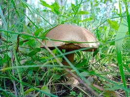 bellissimo primo piano di funghi di bosco. raccogliere funghi. foto di funghi, foto di foresta, sfondo di foresta