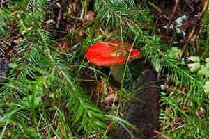 bloccati i funghi selvatici su un prato verde foto