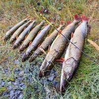 pesca. grande luccio in mano. foto