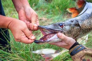 pesca. grande luccio in mano. foto