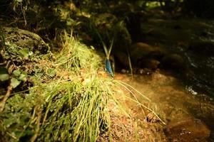una libellula blu su un mucchio di erba con uno sfondo bokeh di verde e un ruscello che scorre, in una giornata di sole foto