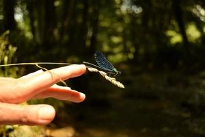 Primo piano di una mano di donna che si muove verso una libellula blu su un gambo secco di erba con semi davanti a uno sfondo bokeh di verde e alberi foto