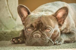 una stretta zona di messa a fuoco sugli occhi. un giovane cane della razza del bulldog francese giace in una giornata di sole. foto