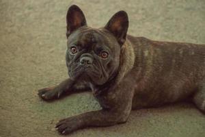 il cane è un bulldog francese, il colore è nero tigrato. bellissimo cucciolo di bulldog francese. foto