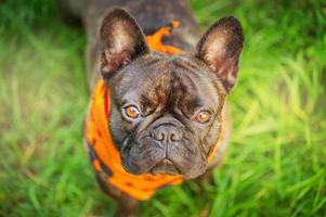 un giovane cane bulldog francese sta sull'erba e guarda la telecamera. halloween, un cane con una bandana. foto