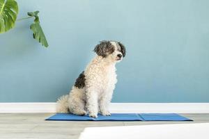 simpatico cane di razza mista seduto su una stuoia fresca guardando in alto sullo sfondo blu della parete foto