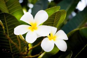 fiori di plumeria bianca fresca foto