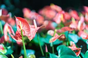 primo piano di fiori di anthurium foto