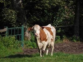mucche nella Westfalia tedesca foto