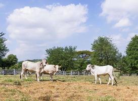 mucca in piedi in fattoria foto