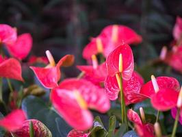 primo piano di fiori di anthurium foto