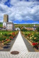 sentiero con fiori a ruedesheim, rhein-main-pfalz, germania foto