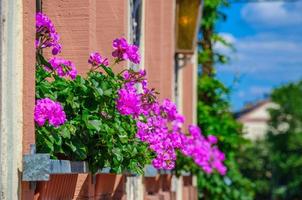 pelargonio di fiori viola, geranio sul balcone foto