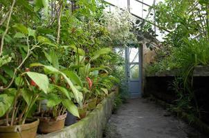 stanza tropicale nel giardino botanico. tropici sotto il tetto foto
