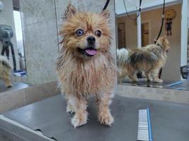 un cane bagnato dopo un bagno si trova su un tavolo in un asciugamano foto