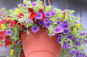 fiori colorati in un vaso per decorare strade, case, caffè foto