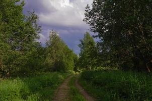 sentiero nella foresta con luce solare e cielo blu foto