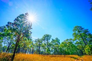 la foresta di pini a thung nang phaya a thung salaeng luang è il parco nazionale nelle province di phitsanulok e phetchabun, in Thailandia. foto