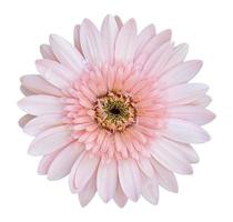 fiore rosa della gerbera isolato su bianco con il percorso di residuo della potatura meccanica foto